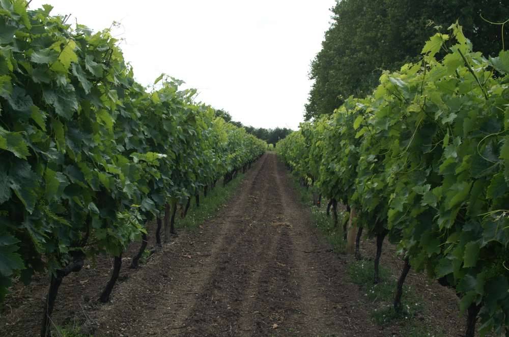 vignes du domaine